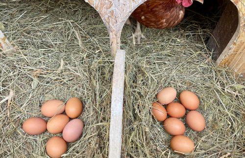 Bolara 60: the Cottage - Foto 37