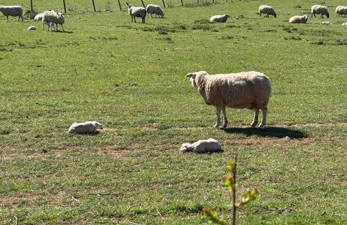 Annexe at The Chalet - A one bedroom annexe with gorgeous countryside views - Foto 55