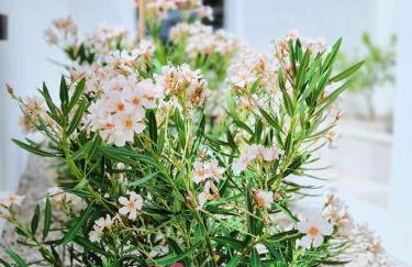 Mare`s Private House 1st floor with Pool - Foto 29