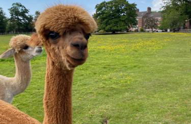 Singleton Lodge Country House Hotel - Foto 7