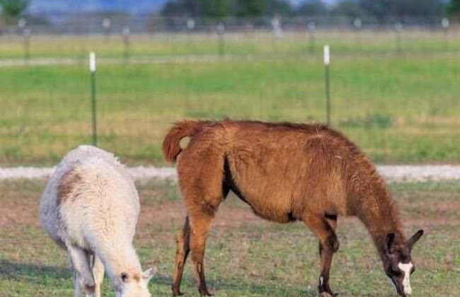 Bluebonnet Waterfront Cottage With Hot Tub - Foto 23