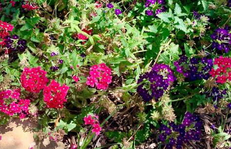 Casa dell'Olio - Al Baglio - Foto 29