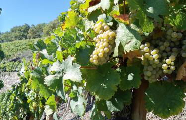 Ferienwohnung im Kirchberg - Foto 18