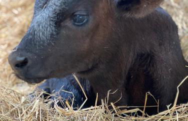 Mill Lane Farm Holiday Cottages - Photo 17