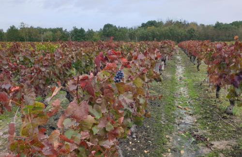 Spatieux, confort, reposant, gd jardin bucolique, jeux, balades, zoo, châteaux - Foto 8