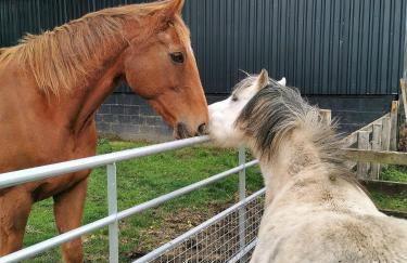Glen Bay - 2 Bed Lodge on Friendly Farm Stay with Private Hot Tub - Foto 39