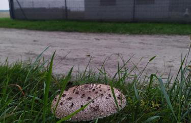 Modrzewiowy Zakątek z balią - Foto 39