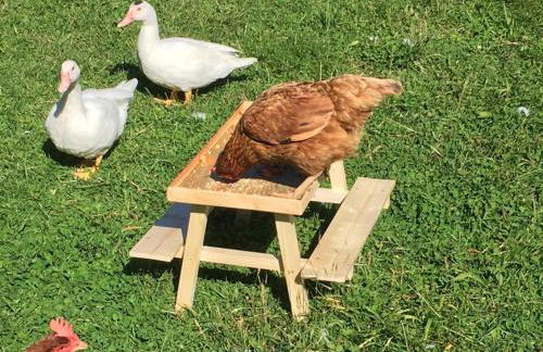 Unique & serene 1-Bed Cabin close to Domfront - Foto 23