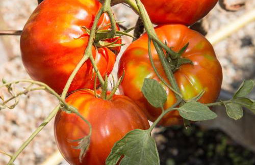 Villa Annetta - Foto 68