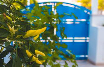 Appartamenti Rosa dei Venti - Foto 2