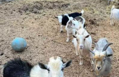 Relaxing Ranch Friendly Animals Modern Stay Cabin 1 - Foto 20