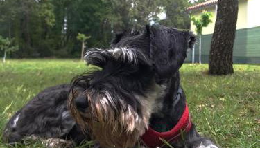 Tiny house Dora - Foto 5