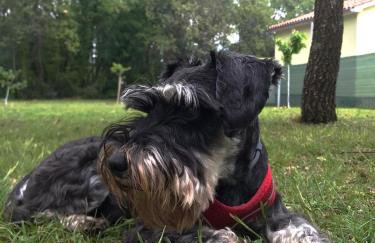 Tiny house Dora - Foto 5