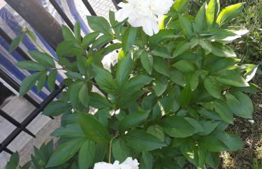 El Giardino delle Rose..... - Foto 1