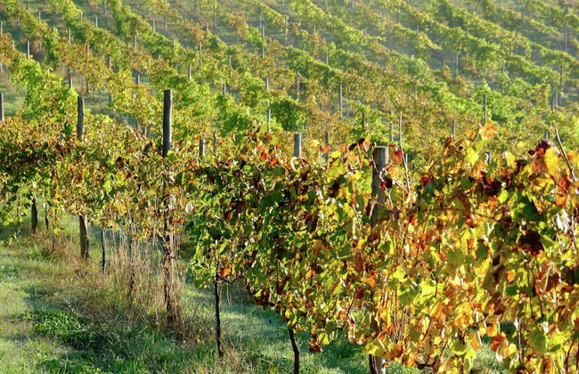 Cozy Mansion in Ponte de Lima With Pool - Foto 34