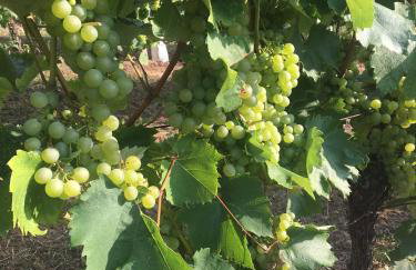 Holiday Home Mađerka - Foto 9