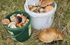 Apartament pod laskiem - Foto 16