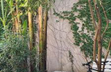 Musa Paradisiaca - Foto 12