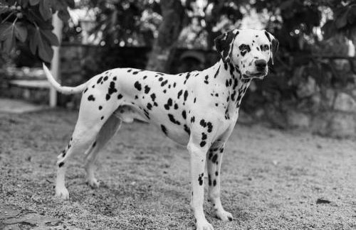 Villa Mir - Photo 45