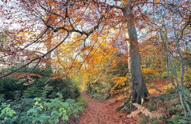 Woodland, Canal & Lakeside Cottage - Foto 24