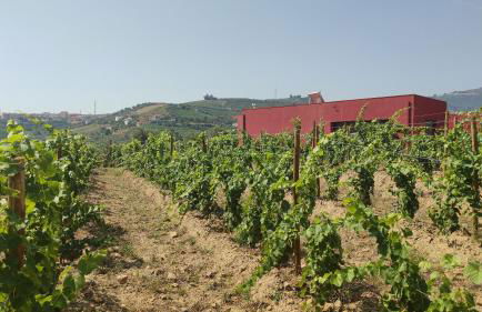 Quinta dos Padrinhos - Suites in the Heart of the Douro - Foto 69