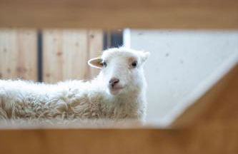 Preindlerhof Haylofts - Photo 63