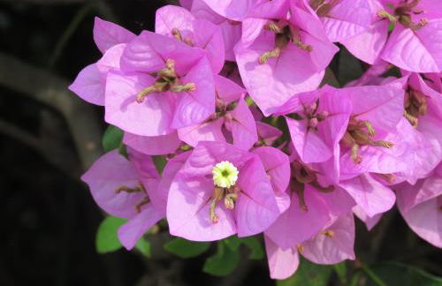 Casa Vacanze “Bouganville” loc Avane Pisa - Foto 44