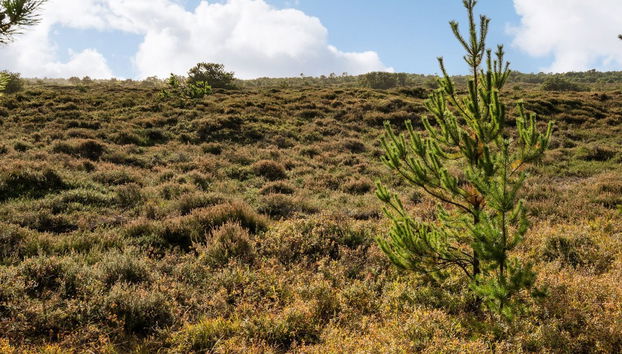 "Ilona" - 2km from the sea - Photo 4, View