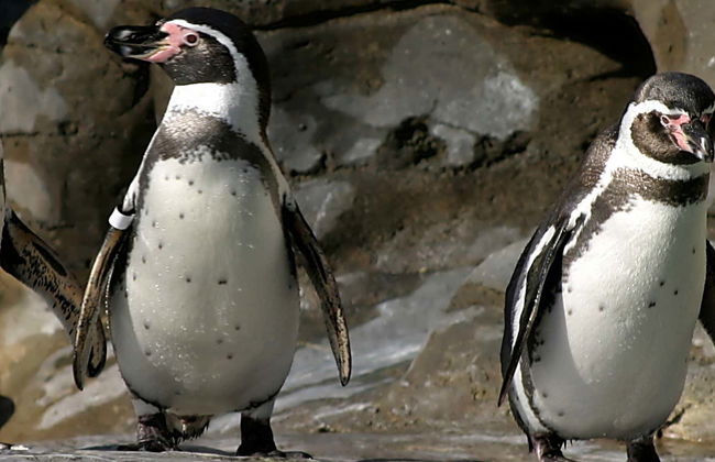 Cachagua Island Penguin Watching - Photo 1