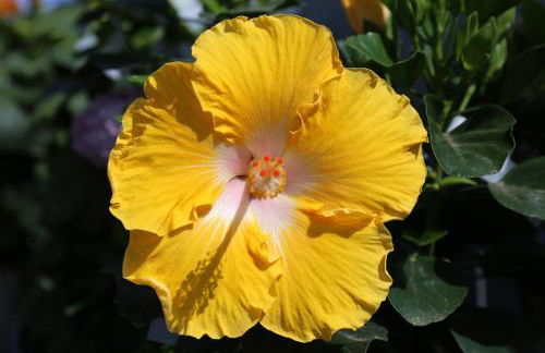 Jungle Paradise - Foto 61