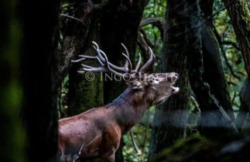 Naturraum - Wellness Oase am Mittelrheintal - Foto 18