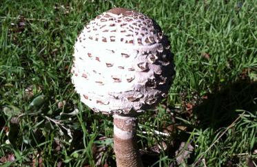 Cortijo Charcollana - Foto 52