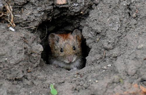 Lincoln Holiday Retreat Little House with private hot tub - Foto 47