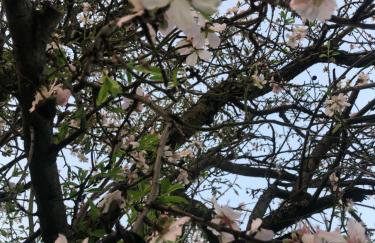 Spacious n comfortable Aloe Vera farm house - Photo 36