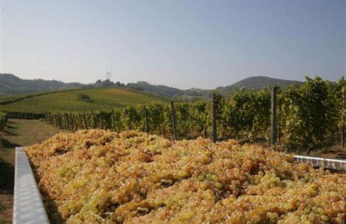 Azienda Agricola La Ghibellina - Foto 23