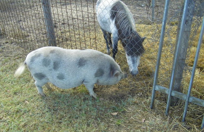 Agriturismo Le Baccane - Foto 65