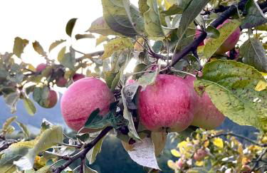 Felsenhof Simonswald - Foto 32