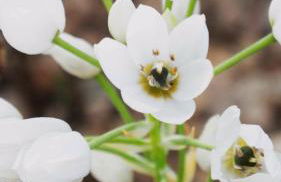 M Butterfly - Foto 32