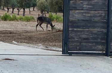 AGROTOPIA Guesthouses - Foto 41