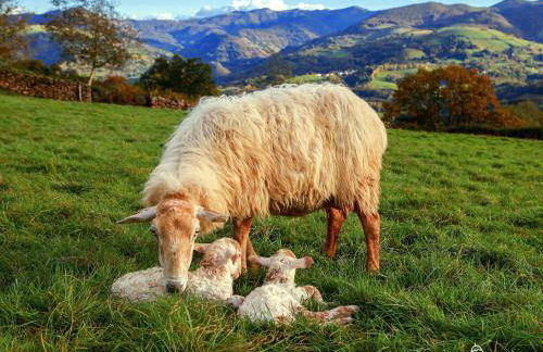 Apartamento Larrazu Agroturismo Baztán - Foto 61