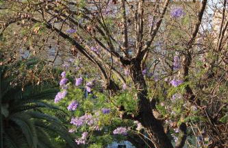 PAZ BEACH MALAGA - Foto 24