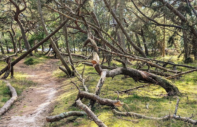 4 Person Holiday Home in Frederiksvaerk - Foto 29