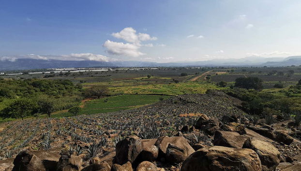 Agave landscape between Guadalajara and Tequila
