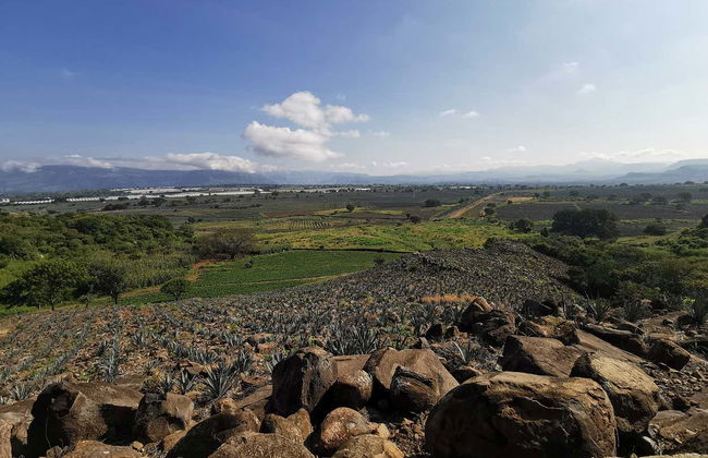 Tequila Tour + Distillery Visit with Tasting - Photo 4