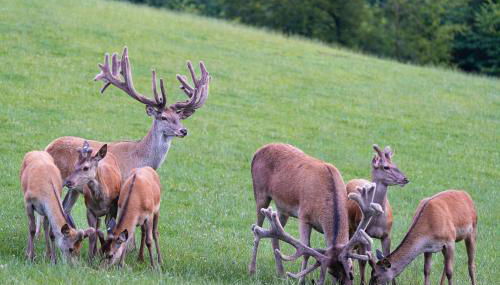 ZuHause im Freien - Photo 3