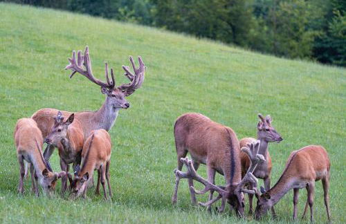 ZuHause im Freien - Photo 3