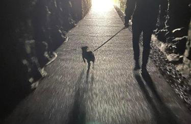 Adorable bedsit for you, partner and your pet! - Foto 38