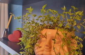 Studio térreo no Centro de São Lourenço - 5 min do Parque das Águas - Foto 12