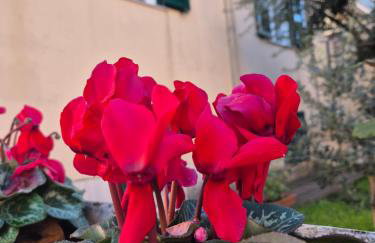 Olive tree's house - Foto 14