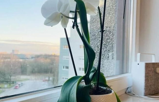 3 Bedrooms in Center Parking&Terrace - Photo 12